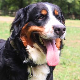 Bernese Mountain Dog puppies from Rooted Branch Farm