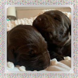 Labrador Retriever Puppies from Gun Dog Retrievers