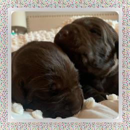 Labrador Retriever Puppies from Gun Dog Retrievers