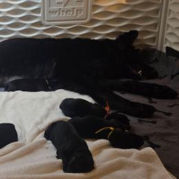 Yellow collar - Black male German Shepherd puppy in Central Florida, Florida from Kaleidoscope German Shepherds