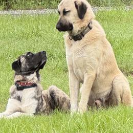Anatolian Shepherd Dogs from Sandy Pines Homestead