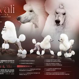Poodle puppies from Brivali Poodles