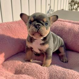 Lilly - Blue female French Bulldog puppy in Lancaster, Ohio from FarmHouse Frenchies