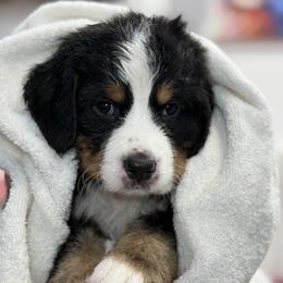 Bernese Mountain Dog and Cavalier King Charles Spaniel Puppies from Kiss A Doodlez