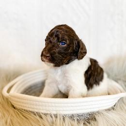 Girl 1 - Poodle puppy in La Verkin, Utah from LeBaron Standard Poodles