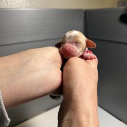 Dirty Chai - White and orange female Brittany puppy in Elizabeth, Colorado from CoveLake Kennels