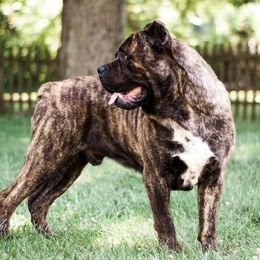 Relic - Cane Corso