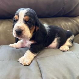 Henry - Black white and brown male Basset Hound puppy in Leroy, Michigan from Iron Sentry Farms
