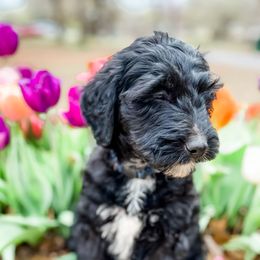 Bernedoodles and Cavalier King Charles Spaniels from Little Acorn Doodle