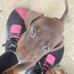 Basset Hound and Dachshund Puppies from Heyliger Hounds