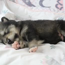 Leuco- Blue - Agouti and white male Alaskan Malamute puppy in Independence, Virginia from New River Valley Malamutes