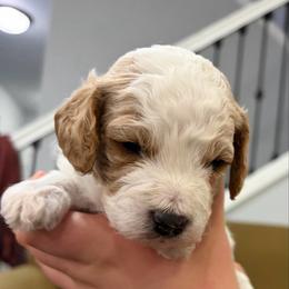Poppi - White female Cavapoo puppy in Pasco, Washington from Beth's Cavapoos