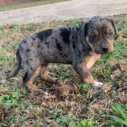 Girl 4 - Blue merle female Catahoula Leopard Dog puppy in Gadsden, Alabama from Rich Cat’s