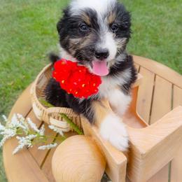 SugarMelon In Harrisonburg VA - Black tri-color female Aussiedoodle puppy in Harrisonburg, Virginia from Curlytail Doodles