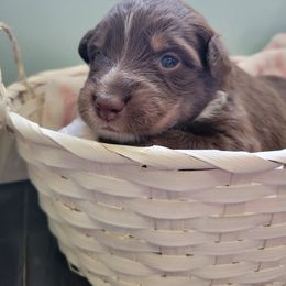 Elli - Australian Shepherd puppy in Chillicothe, Ohio from Cosmic Aussies