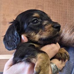 Lizbeth's black and tan longhair boy runt - Black and tan male Dachshund puppy in Caldwell, Idaho from Dozendachs