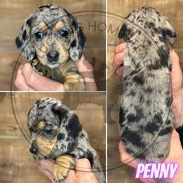 Penny - Dapple female Dachshund puppy in Fond Du Lac, Wisconsin from Clucking Homestead Springers & Dachshunds