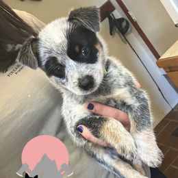 Green Collar - Blue male Australian Cattle Dog puppy in Kamiah, Idaho from Selway Australian Cattle Dogs