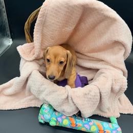 Henry - Red male Dachshund puppy in Gavilan Hills, California from Bacchanal Kennel/Ranch