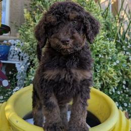 Purple Collar Girl - Phantom female Poodle puppy in Tehama County, California from Hals Pals K9s
