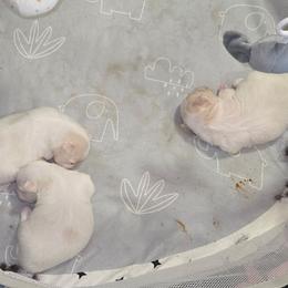 Latte - White and tan male Maltese puppy in Terrell, Texas from PBJ Farms