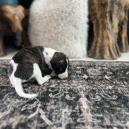 Rocket - Black brindle female Whippet puppy in Fort Myers, Florida from Rainbow Whippets