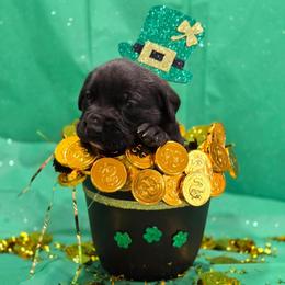 ATLAS - (Light Blue Collar Brindle Boy) - Brindle male Mastiff puppy in Auburn, Kansas from Puppy Paradise:  English Mastiff Puppies & Standard Goldendoodle Puppies