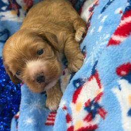 Eddie - Red male Cocker Spaniel puppy in Howe, Indiana from A&J Kennel