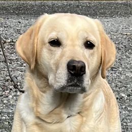 Maggie - Labrador Retriever
