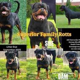 Girl 1 - Black and mahogany female Rottweiler puppy in Downingtown, Pennsylvania from Superior Family Kennels