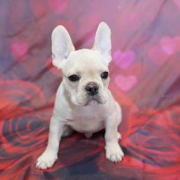 LUCIEN - BRINGER OF LIGHT - Tricolors male French Bulldog puppy in Lake Orion, Michigan from Exquisite Taste Kennels