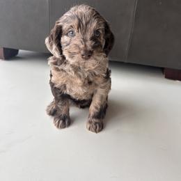 Girl 1 - Chocolate female Labradoodle puppy in Sammamish, Washington from Eastside Labradoodles
