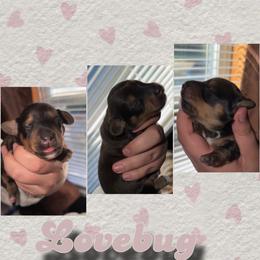 Lovebug - Red female Dachshund puppy in Terre Haute, Indiana from King Duke Dachshunds