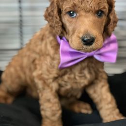 Thor - Red  male Poodle puppy in Sheridan, California from Renegade Standard Poodles
