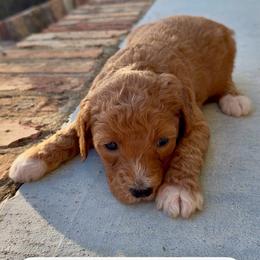 Girl 1 - Red  female Goldendoodle puppy in Meridian, Mississippi from Magnolia Poodles and Doodles
