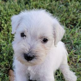 Miniature Schnauzers from Puppy Love Forever