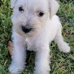 Miniature Schnauzers from Puppy Love Forever