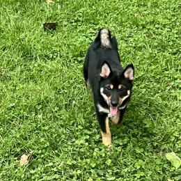 Suki - Black and tan female Shiba Inu puppy in Indianapolis, Indiana from Haste