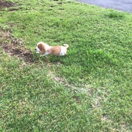 ORANGE - Lemon and white male Basset Hound puppy in Valley, Alabama from Beverly's Bassets