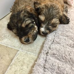 Bernedoodle Puppies from Cry Woof LLC