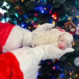 Cupid - Parti female Goldendoodle puppy in Montgomery, Texas from Dacus Doodles