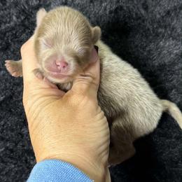 GUCCI - Lavender male Pomeranian puppy in Kingwood, Texas from Treasured Jewels Pomeranians