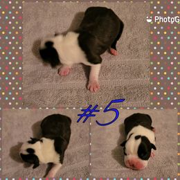 Boston Terrier Puppies from Smith's Boston Terriers