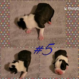Boston Terrier Puppies from Smith's Boston Terriers