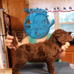 Poodle Puppies from Shallow Bay Standard Poodles
