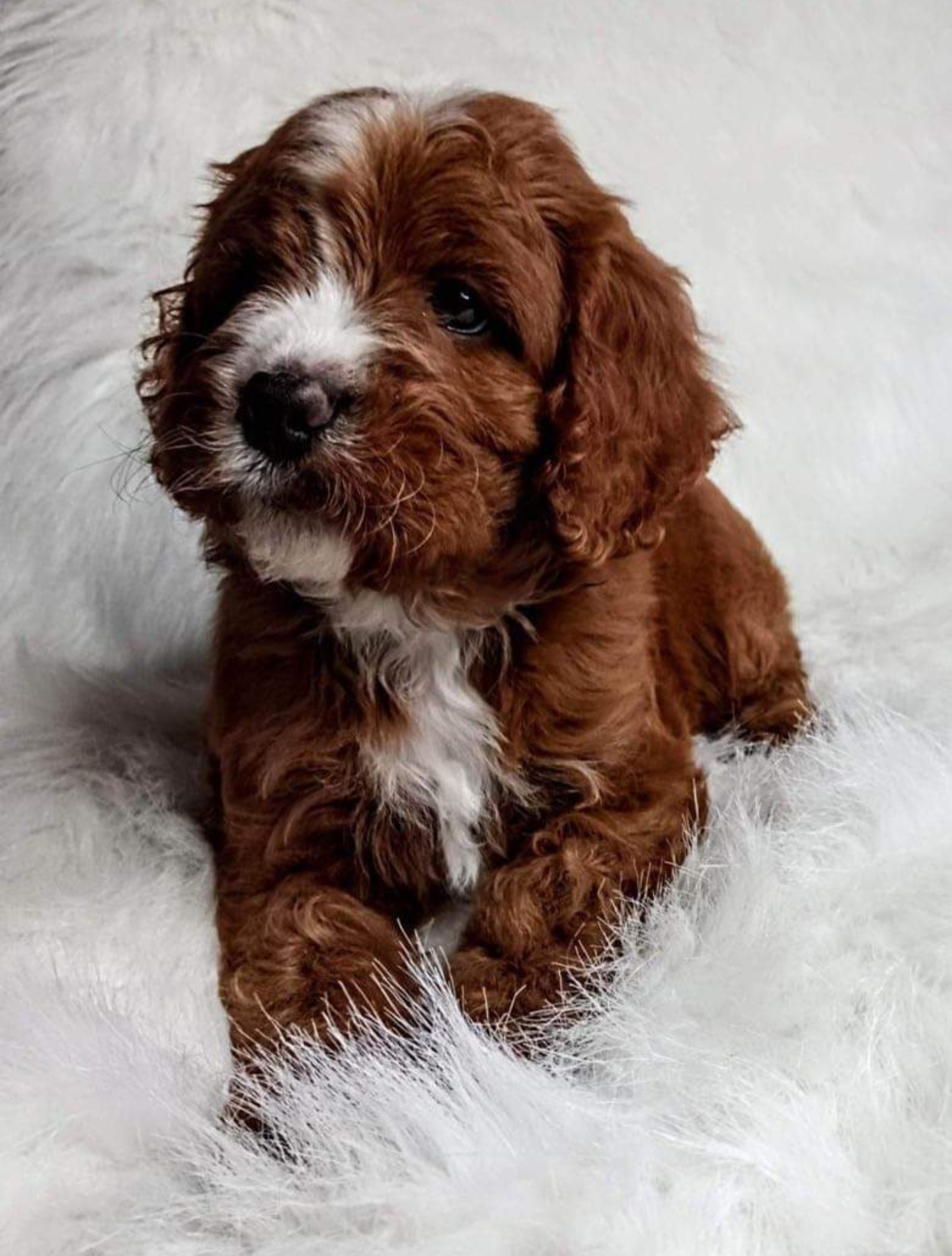 Bernedoodles, Cavapoos, Cockapoos, Goldendoodles, Havapoos, and Poodles from Farquharson's Poodles&Doodles