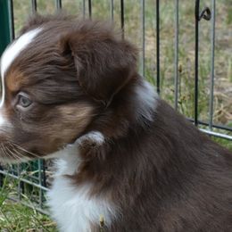 Emerald- Emmy- City of Oz - Red tri-color Miniature American Shepherd puppy in Colorado from Mountain Cross Minis