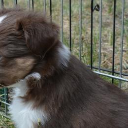 Emerald- Emmy- City of Oz - Red tri-color Miniature American Shepherd puppy in Colorado from Mountain Cross Minis