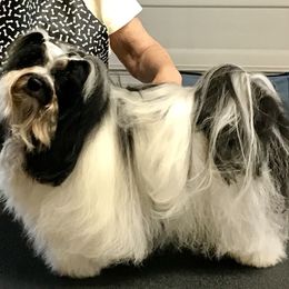Ritchie - Havanese