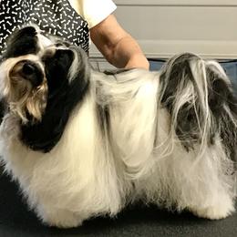 Ritchie - Havanese